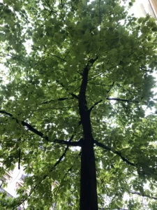 Les arbres de Paris