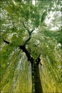 Collection Les Arbres de Paris