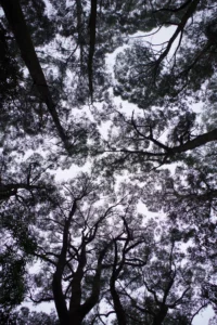 Collection Les Arbres de Paris. La Forêt