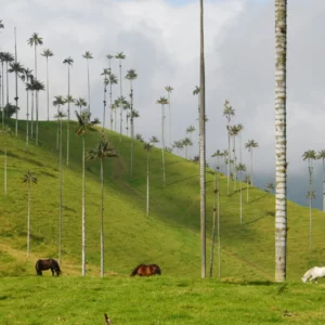 Collection Paysages Colombiens