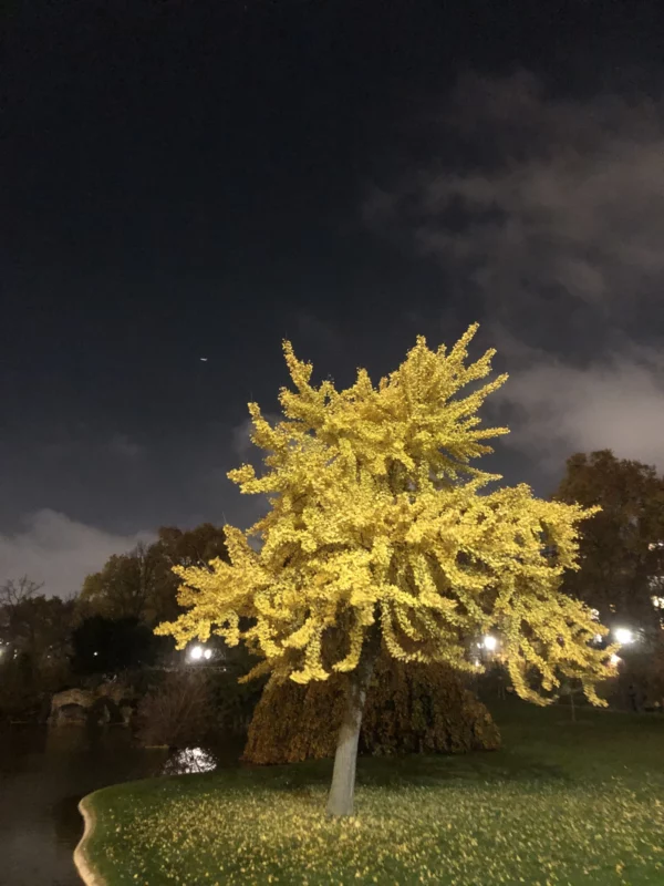 Collection des bijoux artisanaux contemporains "Les Arbres de Paris"